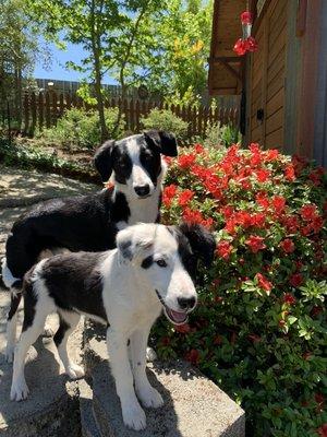 My two young border collies 2021