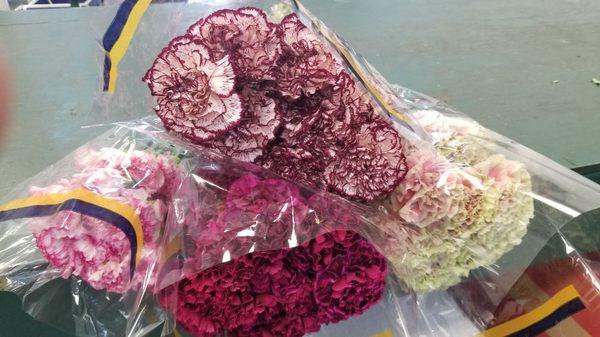 Novelty carnations