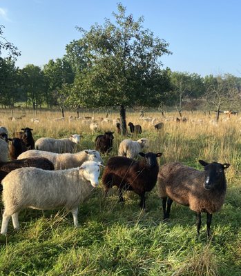 Shetland Sheep in Orchard