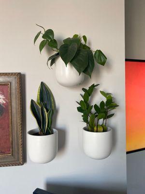 Snake plant, zz plant, pothos