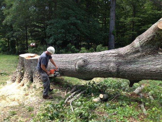 Diseased Red Oak Removal 3