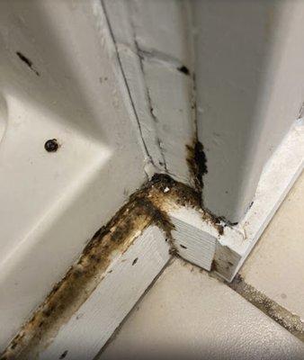 Mold in the shower