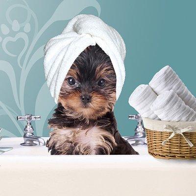 Pamper your pup today! Call (317)539-2930