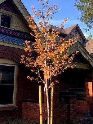 Serviceberry in Fall