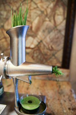 Manually cold-pressing wheatgrass juice