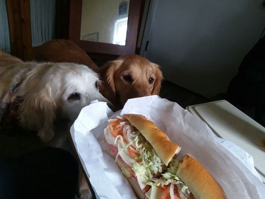 Two golden retrievers that I live with eyeing up the tastiness.