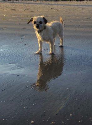 Jackie watching other dogs play in dirty water