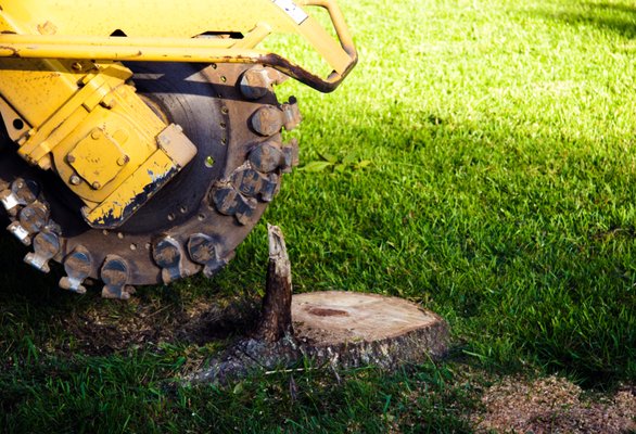 We offer a valuable stump grinding service for you to walk safely in your garden.