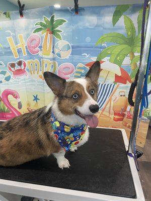 Our Groomer Rylee loves Corgi