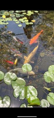 New pond water garden designed/built by Dennis Kading, his company, The Pond Pros of Southern California-626-206-7236 service/ design