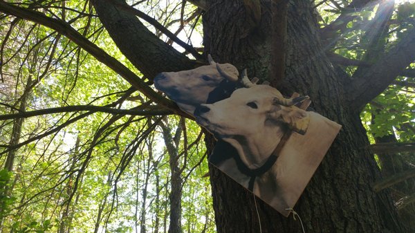 Hello cardboard cows.