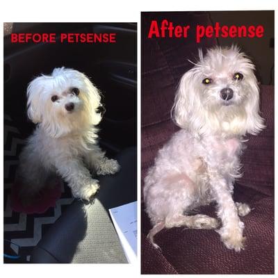 Petsense