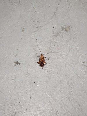 Big dead roaches on the floors