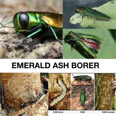 Emerald Ash Borer Preventative Treatment Available