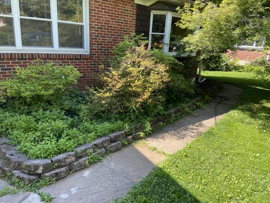 Weed and bush removal and mulching