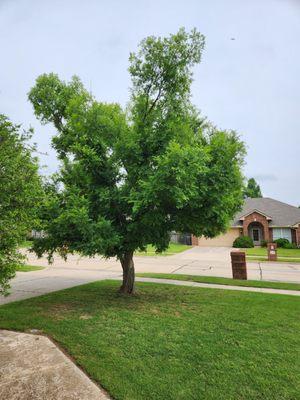 Before photo of the lace bark elm in the front yard.