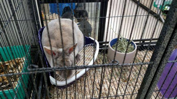 Metal grate in litter box