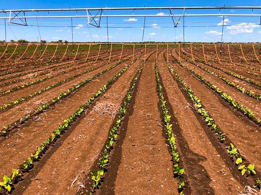 Dragon-Line Hybrid system accurately watering soybean crops in Africa.