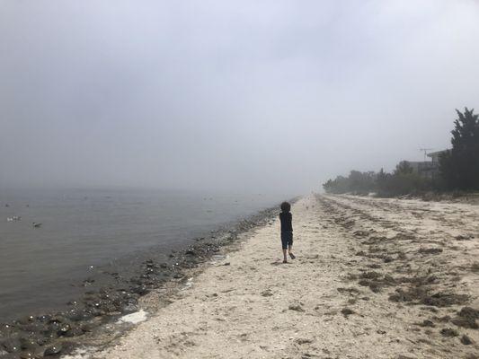 Horseshoe crab spawning - Slaughter Beach, DE