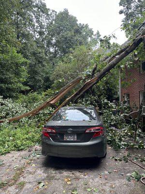 Tree came down due to storm.