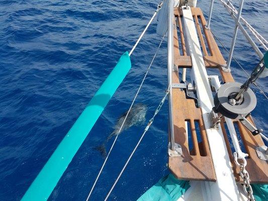 Dolphins under the bowsprit