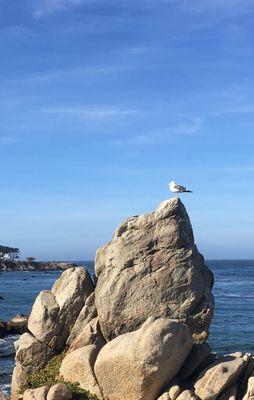 Near Lover's Pt., Pacific Grove