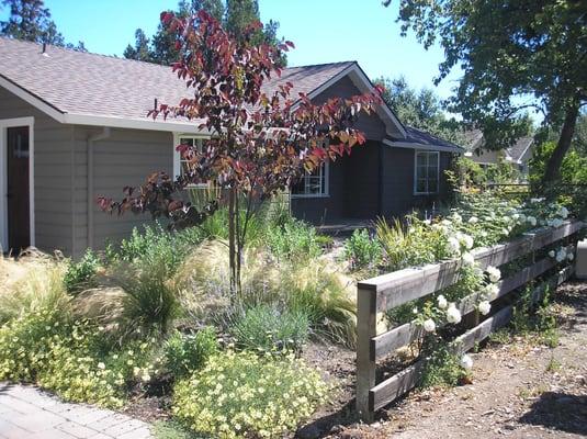 Cottage Garden Perennials