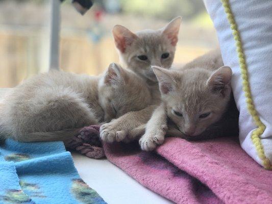 Some foster kittens from Animal Services.