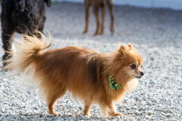 Buddy's Doggie Daycare, Grooming & Boarding