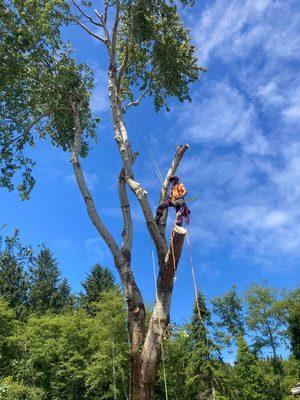 Big silver leaf maple removal at the coast. Threatening two houses.