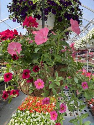 We have combination and single variety hanging baskets. They are beautiful and ready for you to take home now.