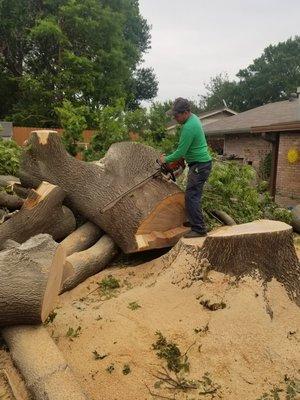 Cutting up what's left of this massive tree.