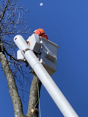 Frank’s Tree Service