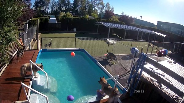 This is an example picture from their camera system of the big dogs' pool.