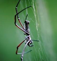 Spider, Commercial Pest Control in Mechanicsville, VA