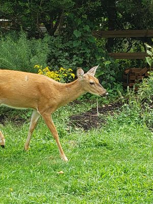 Beautiful friendly deer walking around