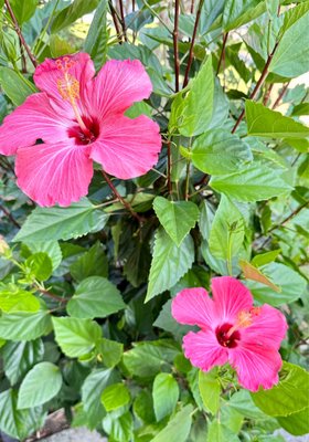 In time for #summer, the buds surprised me with a few blooms today. Sunbathing #hibiscus are perfect if you have full sun.