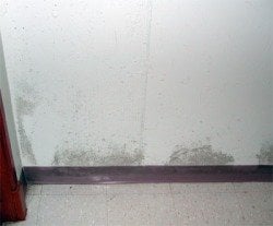 Mold & Mildew Remediation