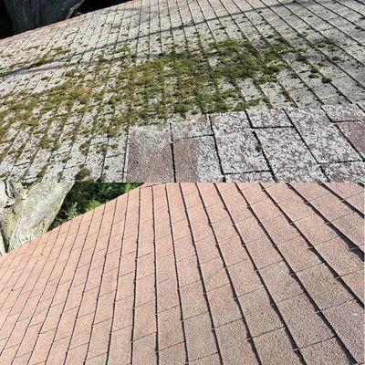 Asphalt shingle roof moss & lichen removal