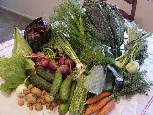 The produce in one week's "couple veggie share" box.  Late August 2010.