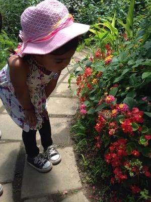 Butterfly Sanctuary has beautiful large Monarch butterflies!