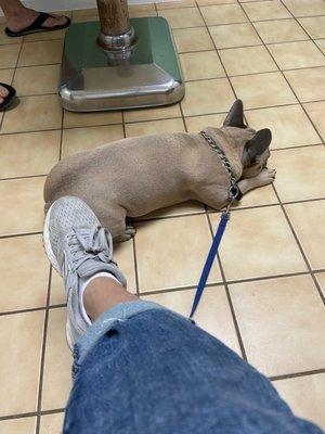 Our French bulldog Waiting to be seen.