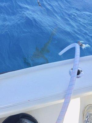 The Nurse Shark that got away