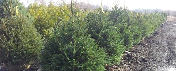 Get (1) 4-5' Norway Spruce trees for only $600 picked up, or $1,200 installed.