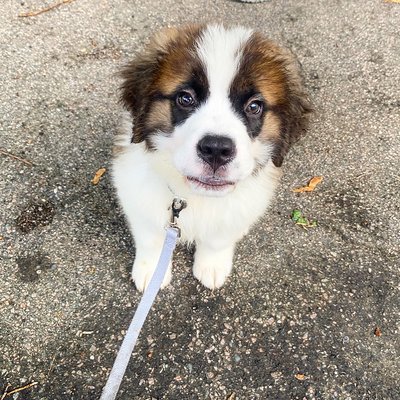 9-week-old Theo learning his basic commands, working on potty training, and how to prep for the vet!