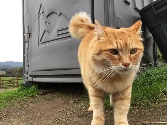 Peter the barn cat, around upper sand arena and pastures. Comes out from nowhere when I just parked the car. Sweetest and very verbal.