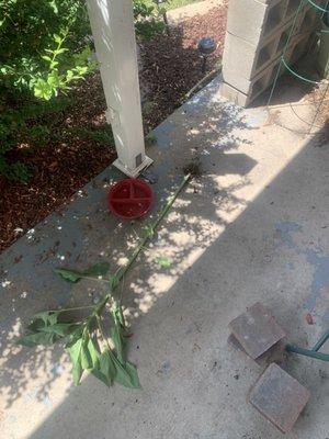 My torn up porch after employee decided to go weeding through my flowers.