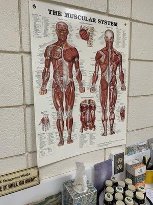 Muscular system graphic