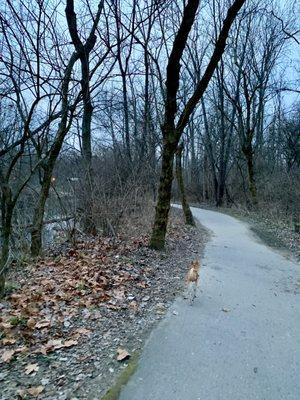 Trail in January