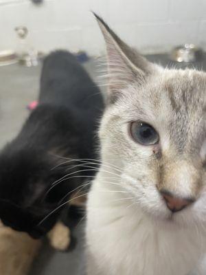 Two Beautiful Kittens at a Local Shelter